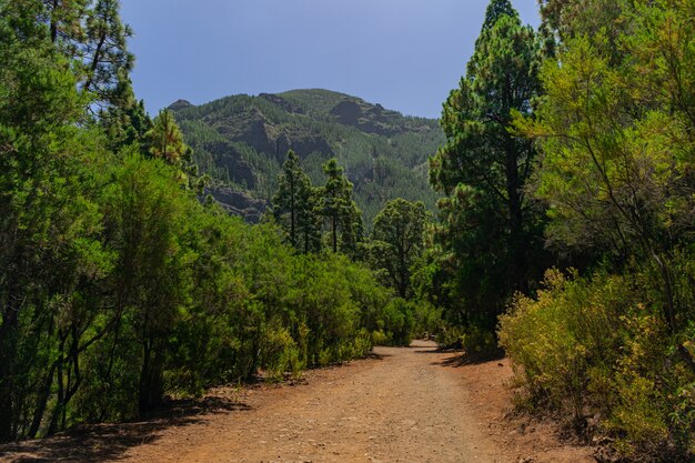 Caminho na floresta