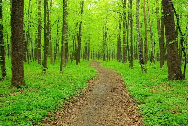 Caminho na floresta