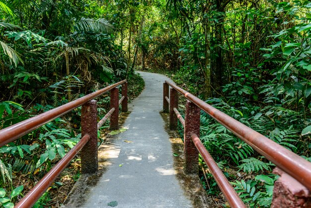 Caminho na floresta