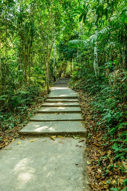 Caminho na floresta