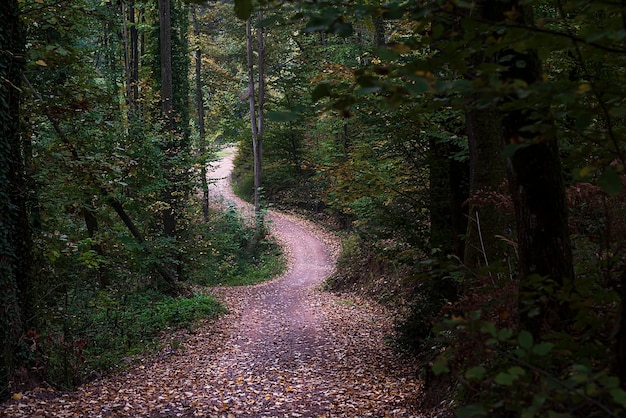 Caminho na floresta