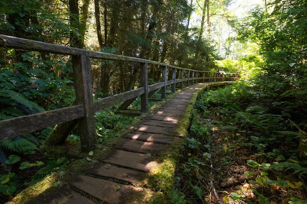 caminho na floresta