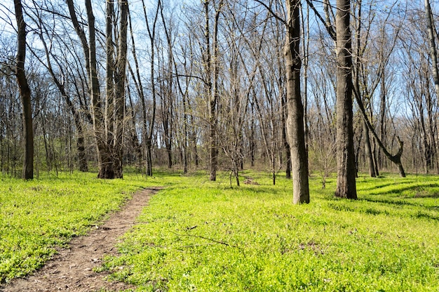 Caminho na grama verde que atravessa a floresta