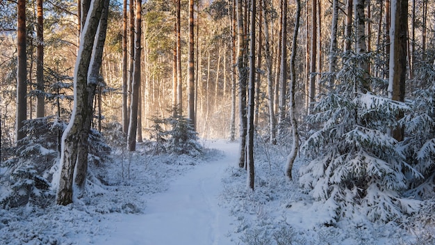 Caminho na neve fresca em uma floresta de inverno após uma queda de neve