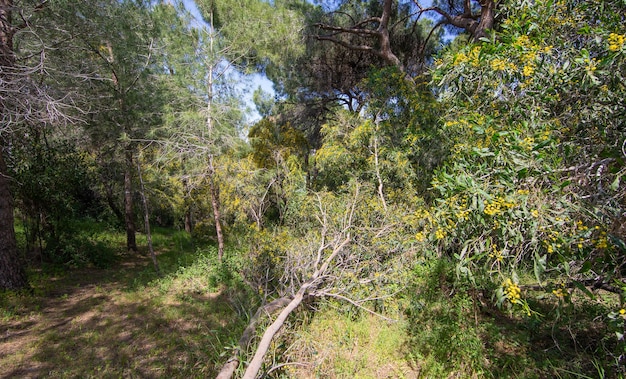 caminho na selva verde