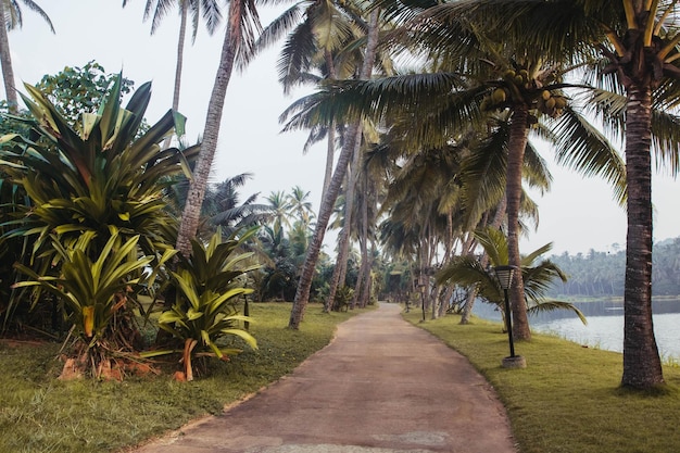 Caminho nas palmeiras majestosas médias em um dos parques Copie o espaço vazio para texto