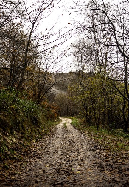 Foto caminho natural na floresta