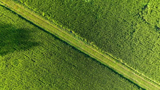 Caminho no arrozal verde plantação de campo de arroz verde vista aérea superior do drone cameraxa