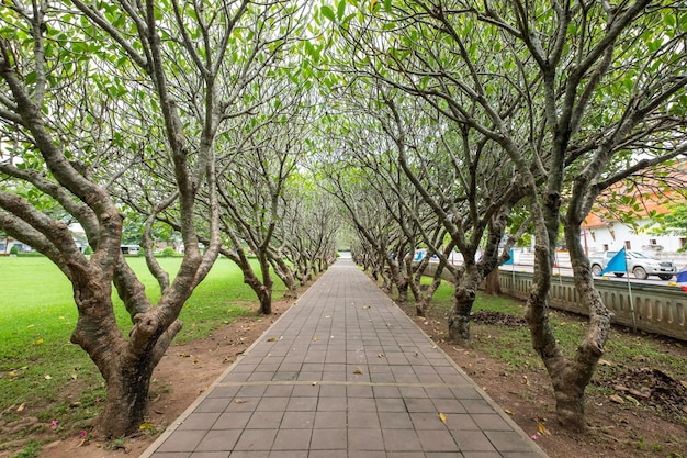 Caminho no jardim de árvores de plumeria