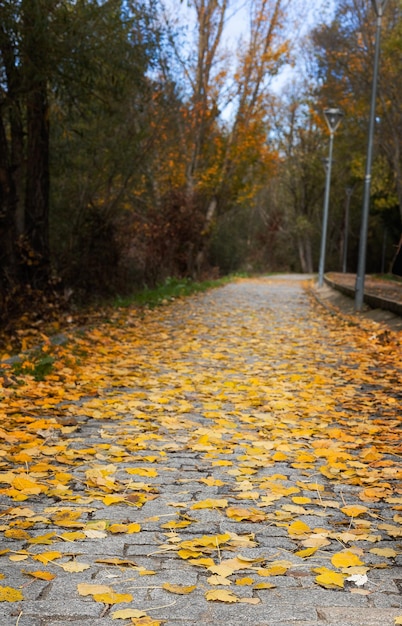 Caminho no parque com cores de outono