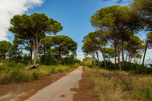 Foto caminho no parque entre pinheiros em orbetello itália