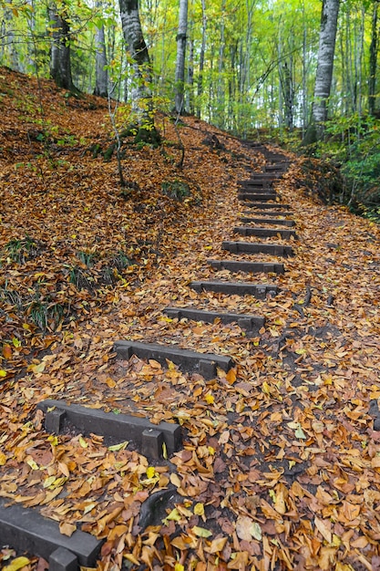 Caminho no Parque Nacional Yedigoller Bolu Turquia