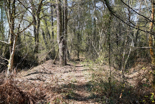 Caminho no parque natural na floresta de pinheiros hostens em Gironde França