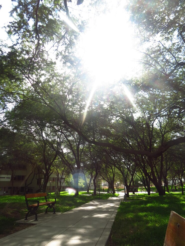 Foto caminho no parque