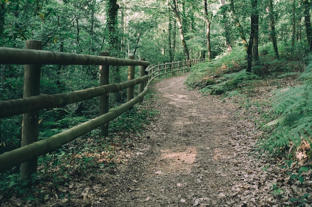 caminho no parque