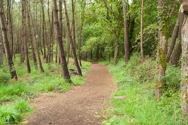 Foto caminho numa floresta.