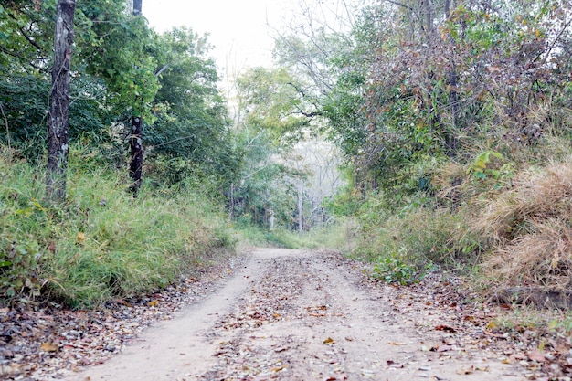 Foto caminho offroad para a selva