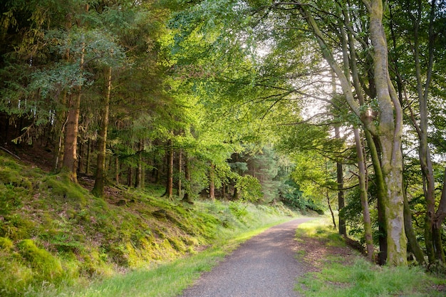 Caminho panorâmico pela floresta na Escócia, Reino Unido