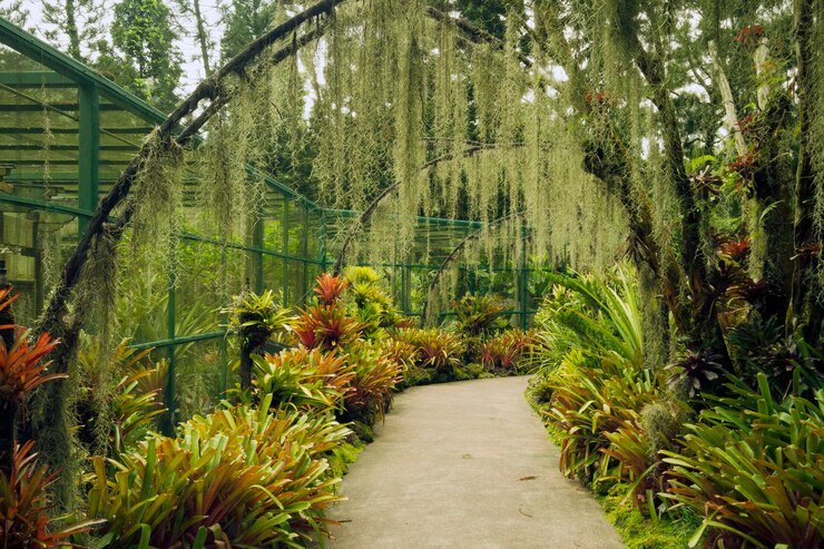 Caminho panorâmico sob arcos artificiais com plantação de flores de orquídea