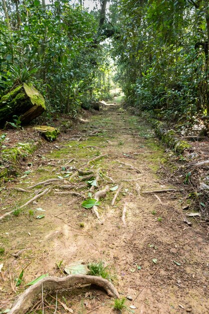 Caminho para a floresta no sul do Brasil