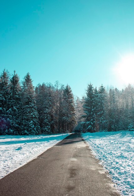 Foto caminho para a floresta num belo dia de inverno árvores cobertas de neve sob um céu azul