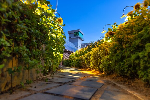 caminho para a torre de observação do aeroporto A estrada através do jardim com girassóis Sunrise