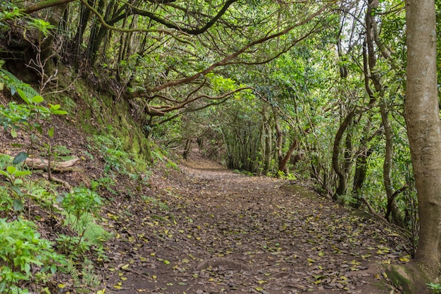 Caminho para Chinamada, maciço de Anaga, Tenerife.