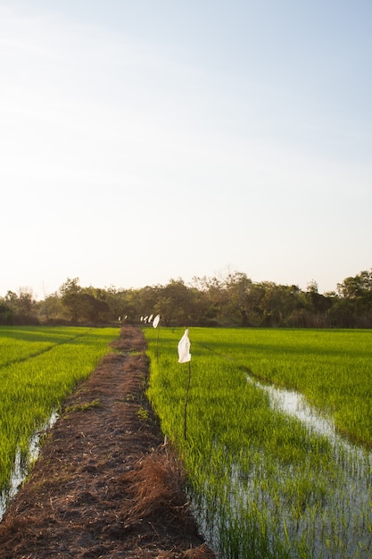 caminho para o campo.