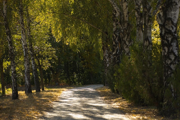 Foto caminho pavimentado em uma área de parque entre altas árvores verdes folhas amarelas no chão