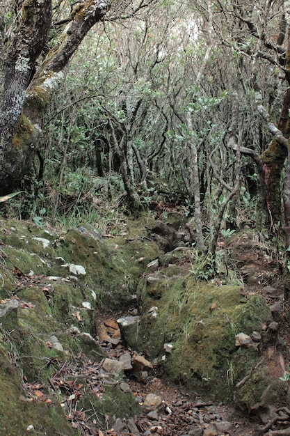 caminho pela floresta árvores natureza verde madeira