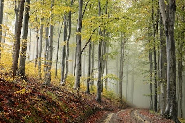 Caminho pela floresta de faias em um clima nublado de outono