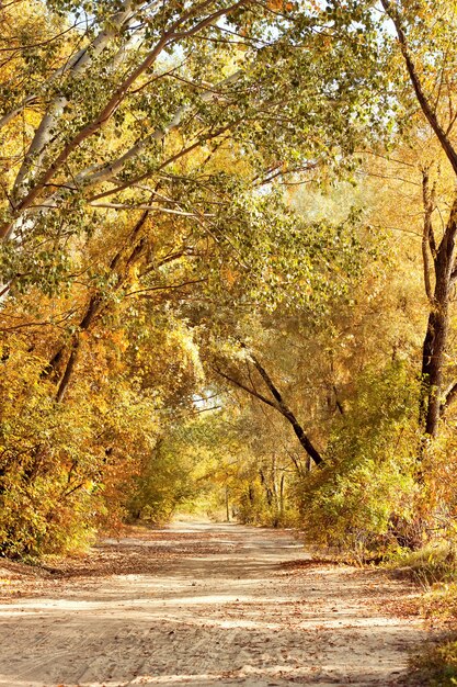 Caminho pela floresta de outono. Paisagem de outono
