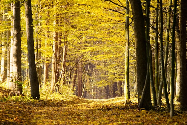 Caminho pela floresta de outono