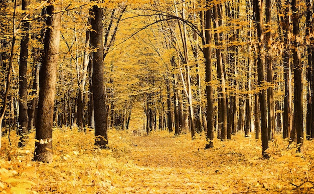 Caminho pela floresta de outono