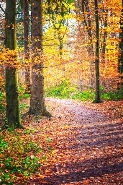 Caminho pela floresta de outono