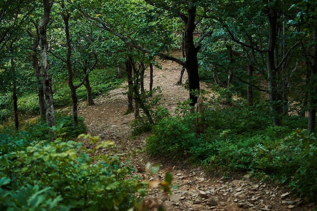 Caminho pela floresta verde verão