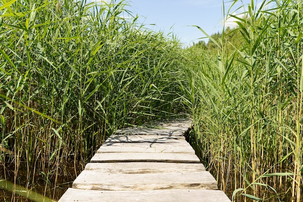 Caminho pela grama Caminho com um deck de madeira nos arvoredos do pântano do lago de grama alta