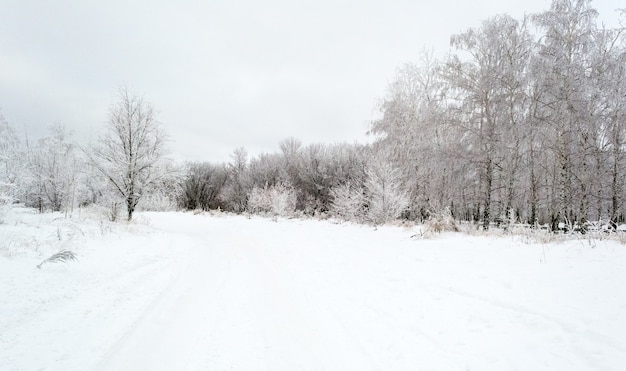 Caminho pelo belo bosque de bétulas no inverno