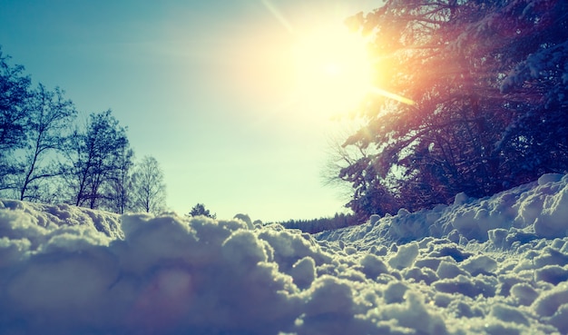 Foto caminho pisado na floresta de inverno em um dia ensolarado. vista de baixo