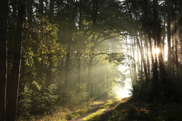 Caminho por uma floresta de outono em uma manhã nublada e ensolarada