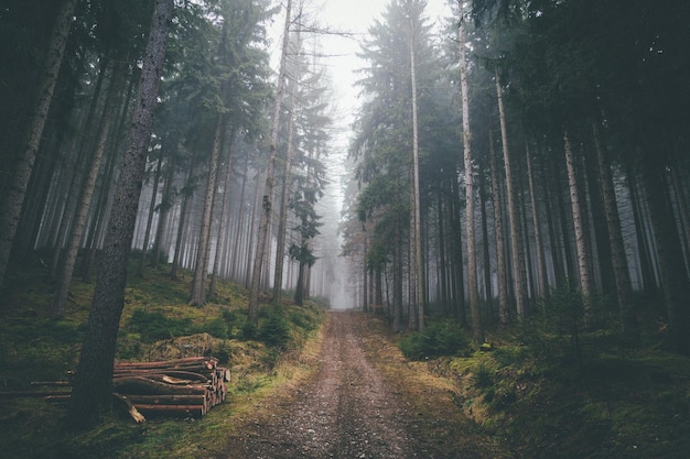 Caminho que passa pela floresta