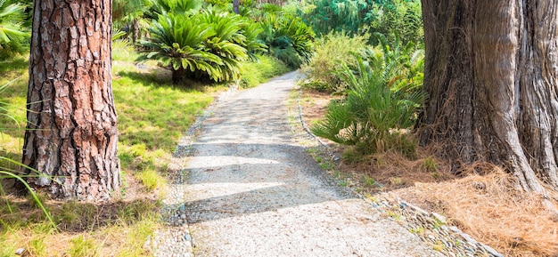 Foto caminho relaxante e tranquilo no jardim botânico durante a temporada de verão