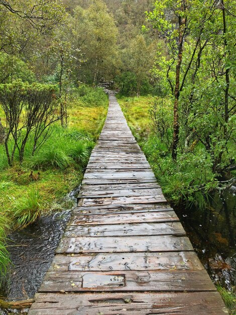 Caminho vazio entre árvores na floresta