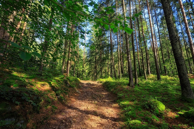 Caminho vazio na floresta de coníferas