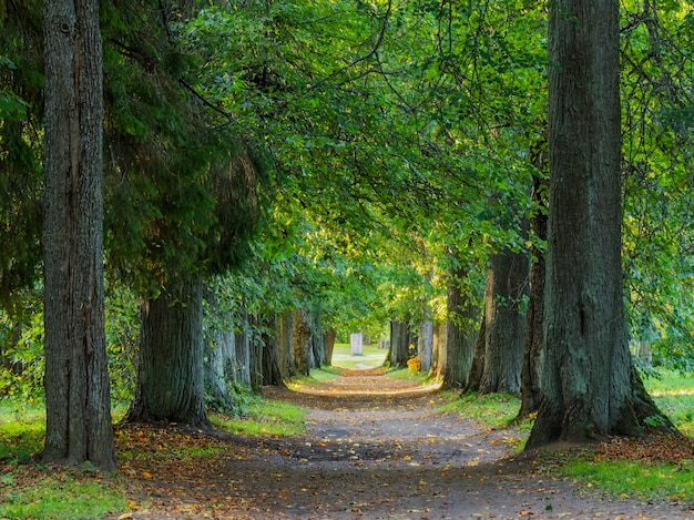 Caminhos de outono na floresta. Tempo da noite