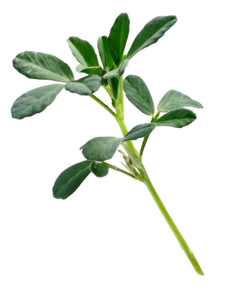 Foto caminhos de plantas de feno-grego trigonella foenumgraecum
