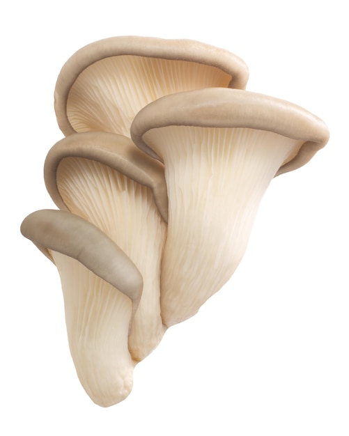 Caminhos de pleurotus de cogumelos ostra