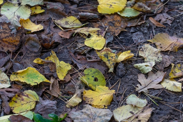 Caminhos frondosos pitorescos na floresta em cores brilhantes da temporada de outono Várias folhas amarelas estão deitadas na grama Folha de bétula amarela no fundo do outono