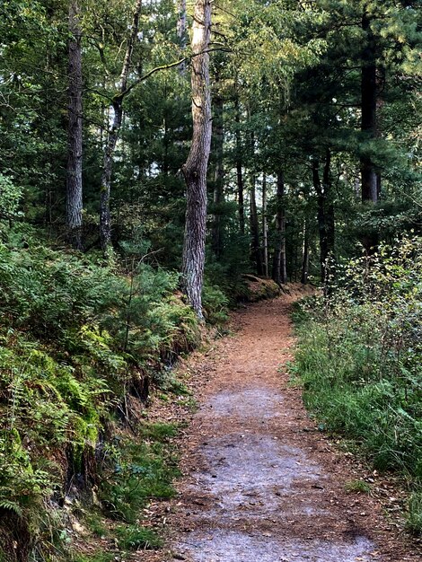 Foto un camino abandonado en el bosque