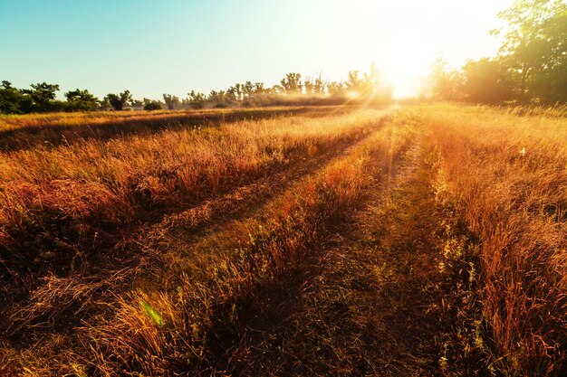 Camino agrícola en los prados